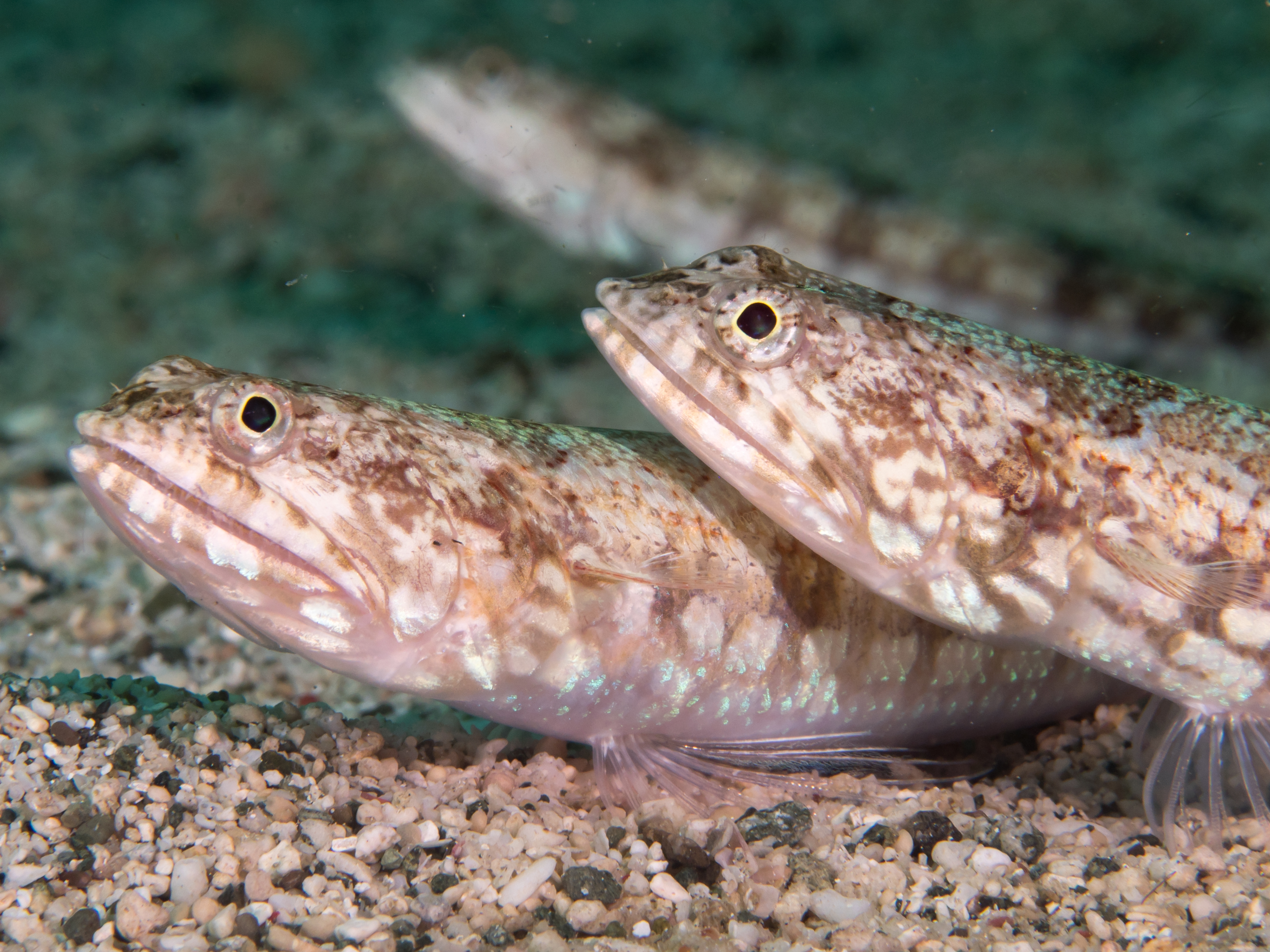 Variegated Lizardfish