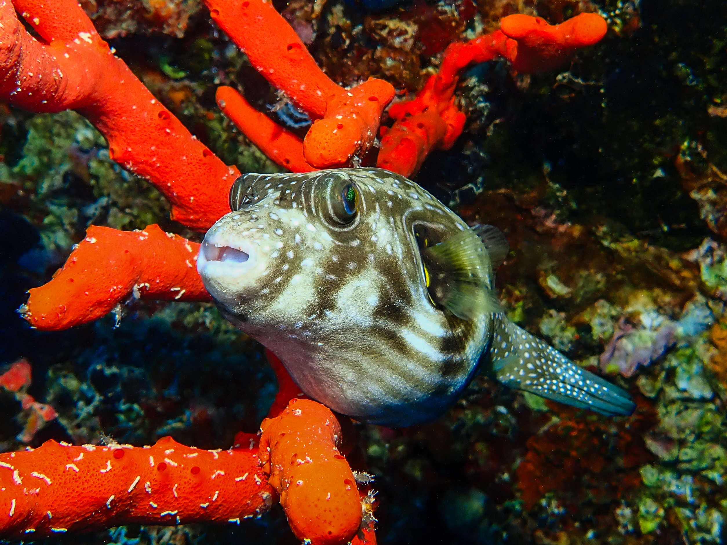 White-spotted Puffer