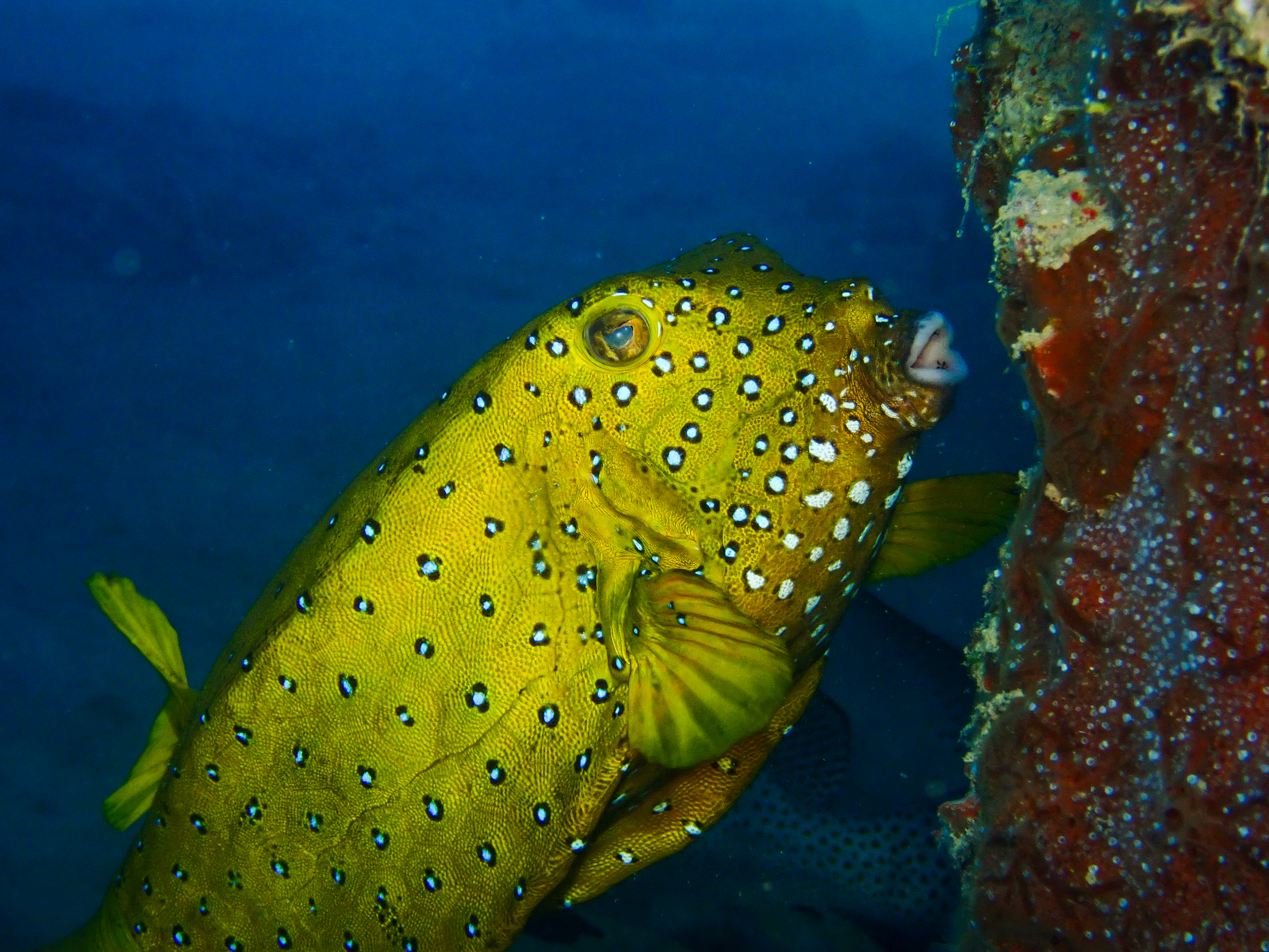 Yellow Boxfish - Female