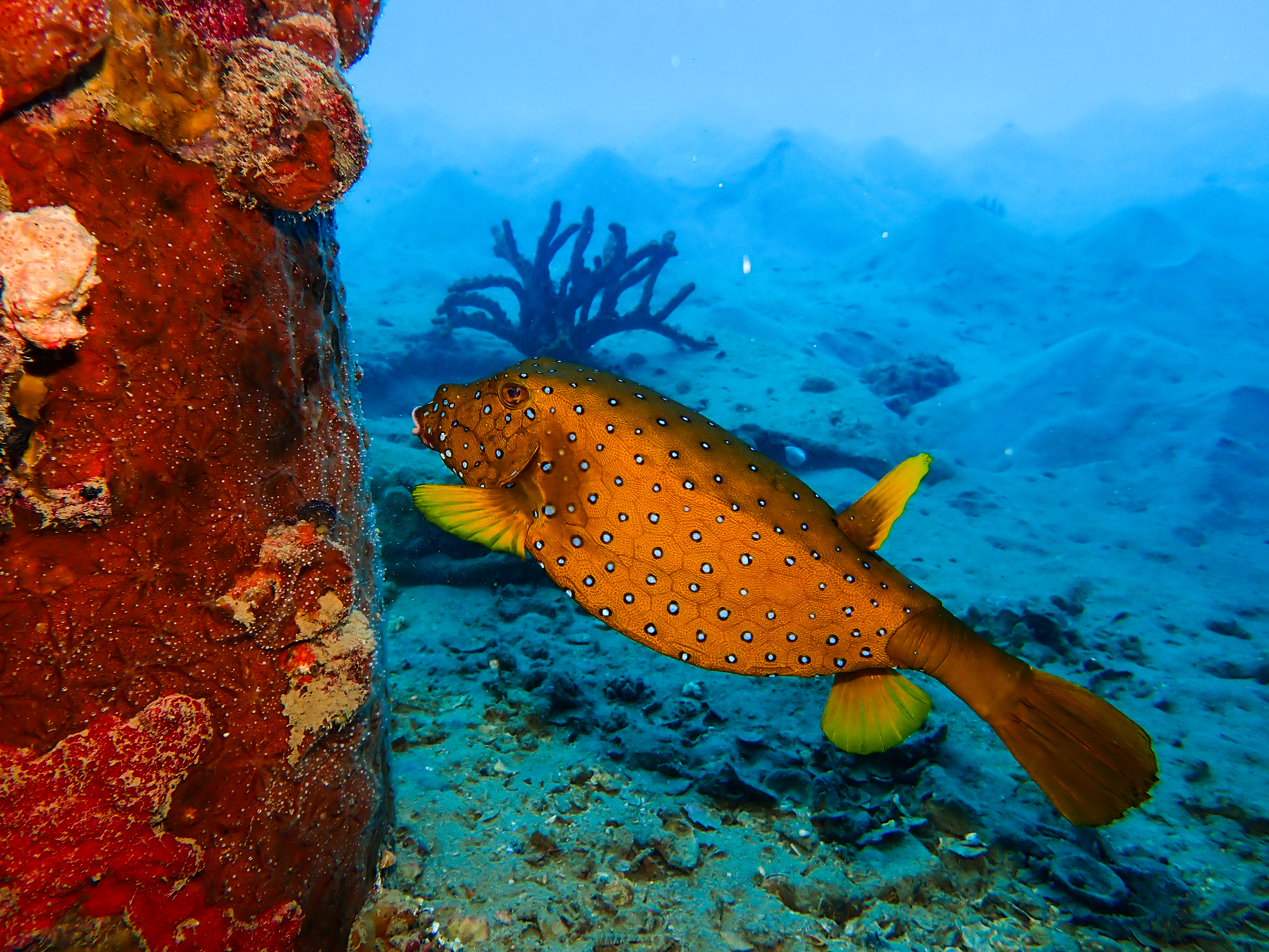 Yellow Boxfish - Female