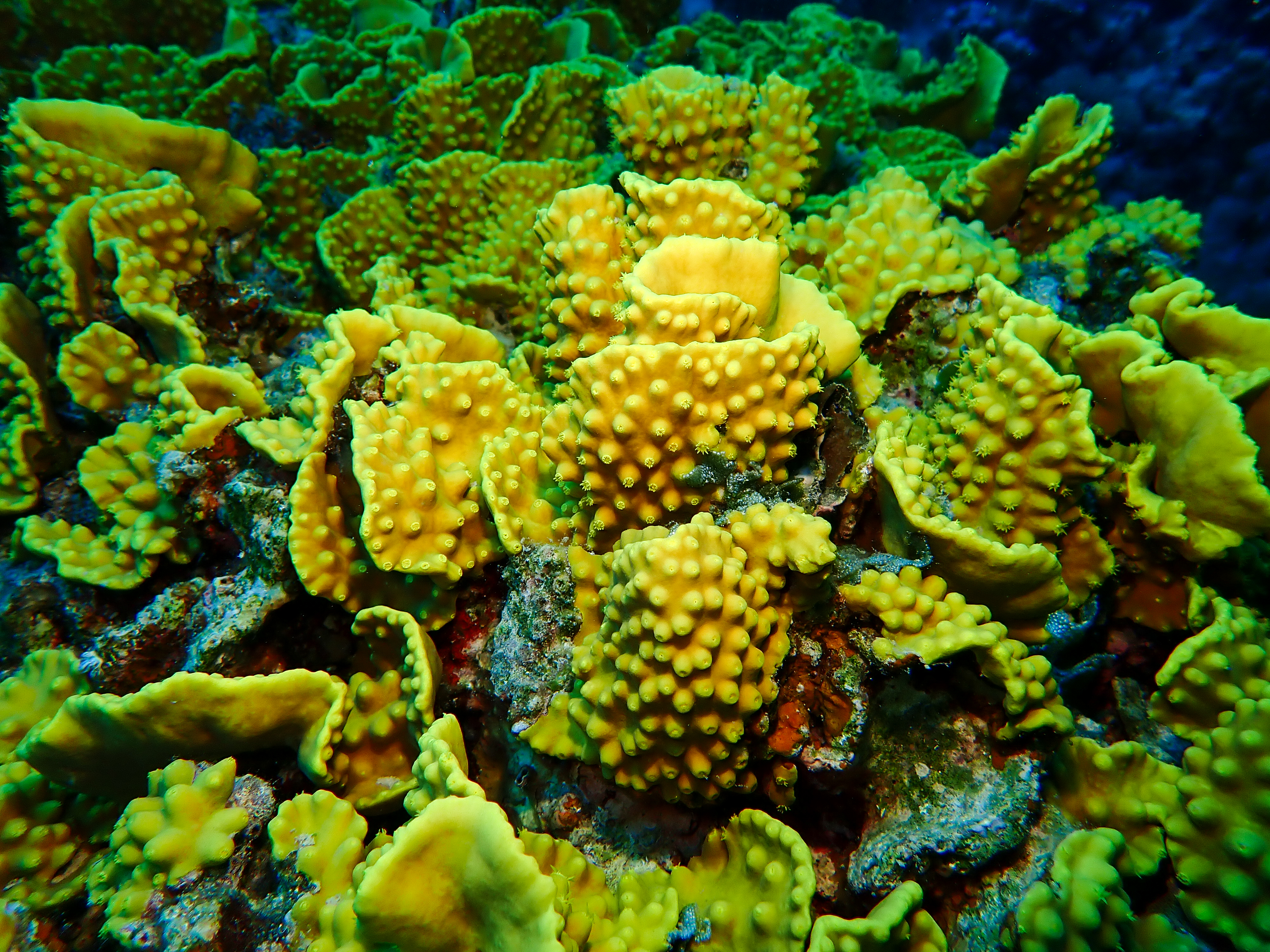 Yellow Scroll Coral
