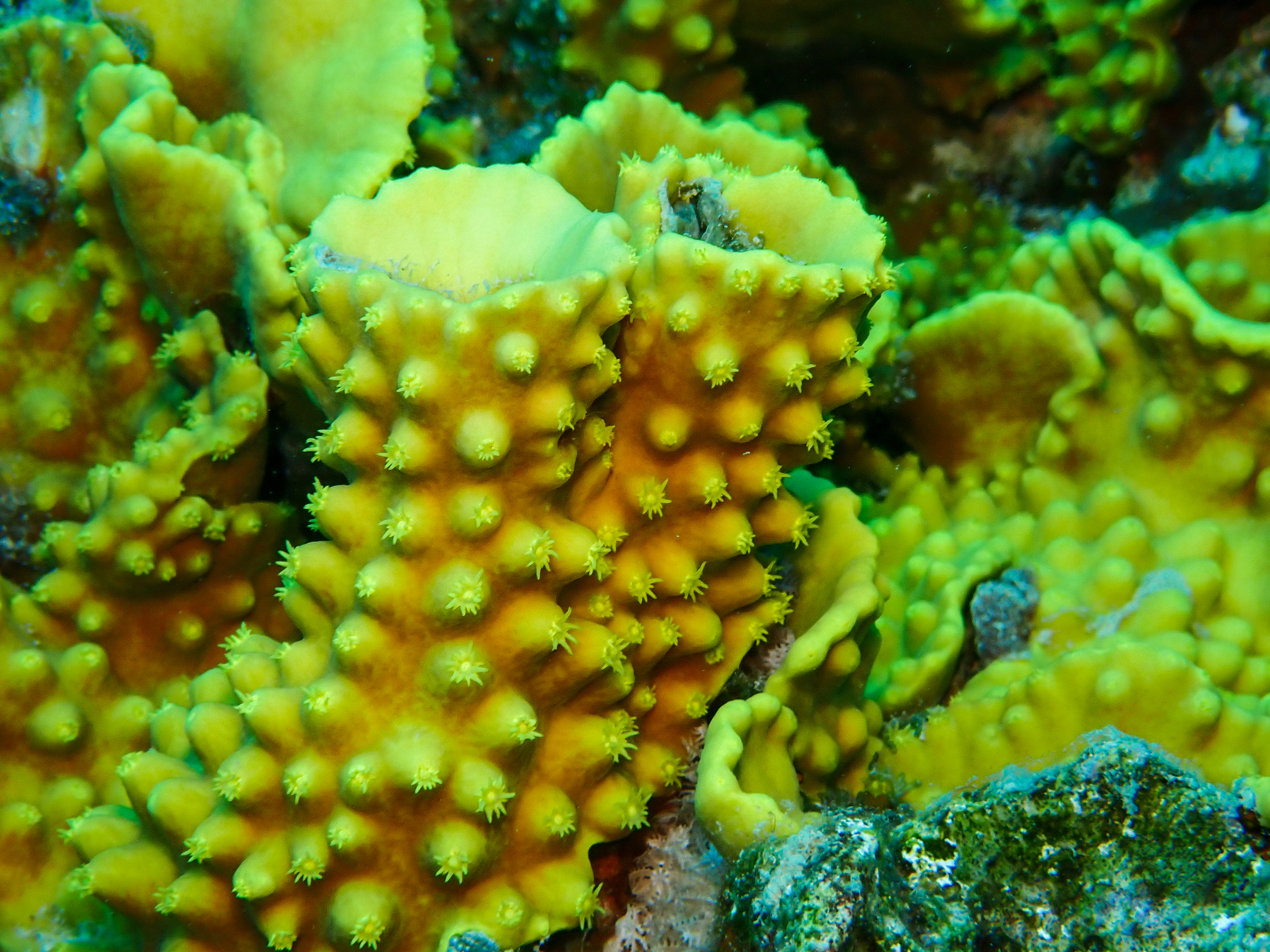 Yellow Scroll Coral