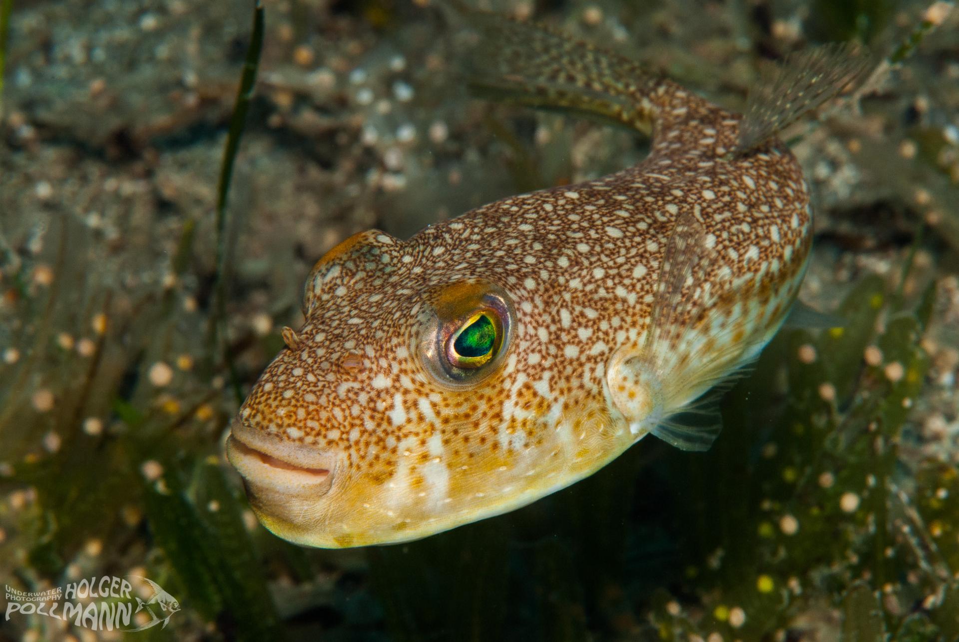 Yellow-spoted puffer