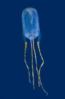 Box jellyfish