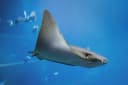 Cownose rays