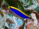 Dottyback