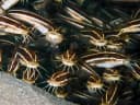 Eeltail catfishes