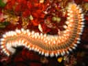 Fireworms