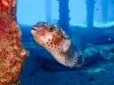 Porcupinefishes