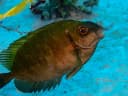 Rabbitfishes