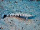 Sandperch