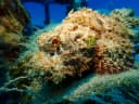 Scorpionfishes