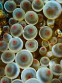 Sea anemones
