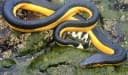 Sea snakes