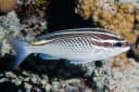 Threadfin breams