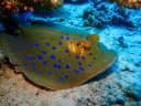 Whiptail stingray
