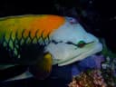 Wrasse