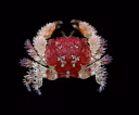 Spiny Rock Crab