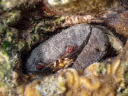 Actaeodes tomentosus