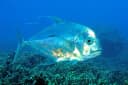 African Pompano