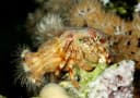 Anemone Hermit Crab