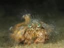 Anemone Hermit Crab