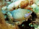Arabian Chromis