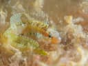 Arabian Fangblenny