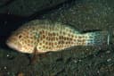 Areolate Grouper