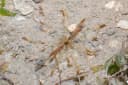 Armed Burrowing Anemone