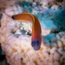 Aron’s Blenny