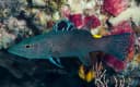 Arrowhead Soapfish