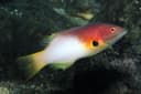 Axilspot Hogfish