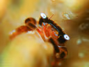 Banded Coral Crab
