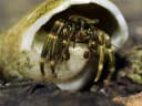 Banded Hermit Crab