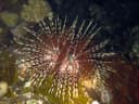 Banded Sea Urchin