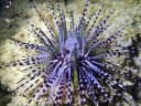 Banded Sea Urchin