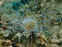 Banded Tube Dwelling Anemone