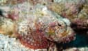 Bandedfin Scorpionfish
