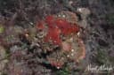 Bandedfin Scorpionfish