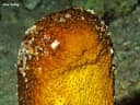 Bannwarth's Sea Cucumber
