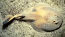 Ben-Tuvia’s Sleeper Ray