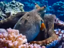 Big Blue Octopus