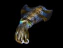 Bigfin Reef Squid