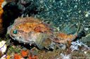 Birdbeak Burrfish