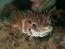 Birdbeak Burrfish