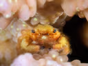 Black-fingered Coral Crab
