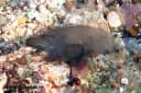 Black-mouth Ascidian