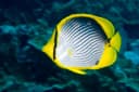 Blackback Butterflyfish