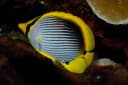 Blackback Butterflyfish